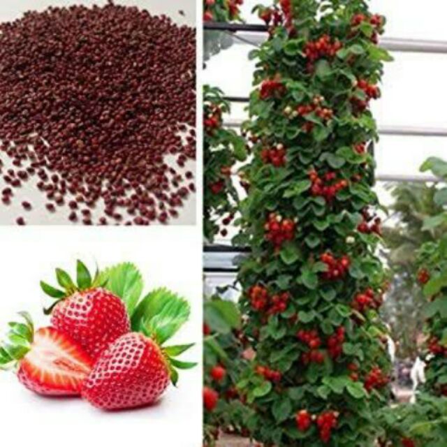 Climbing Strawberry Seeds Shopee Philippines