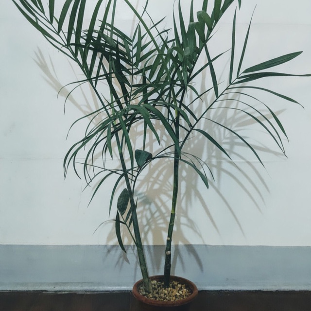 Dypsis Lutescens Aka Palm Tree Butterfly Palm 3ft Houseplant Shopee Philippines