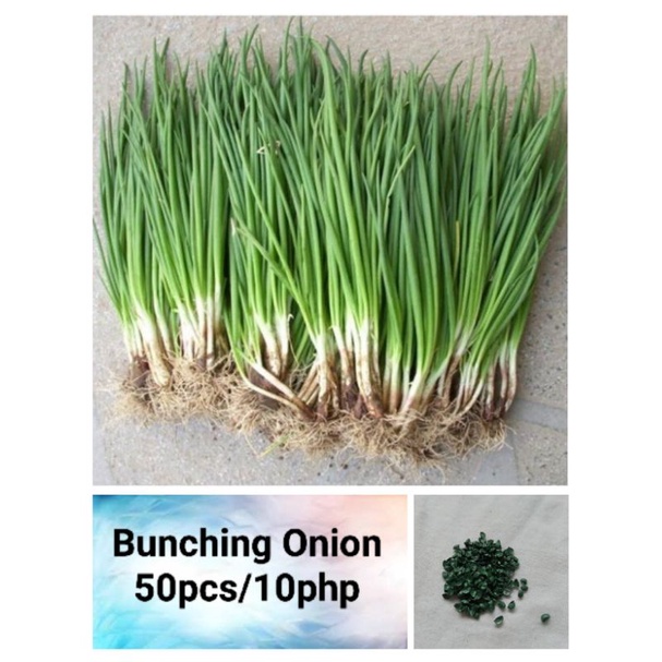 Bunching Onion Seeds (50pcs) | Shopee Philippines