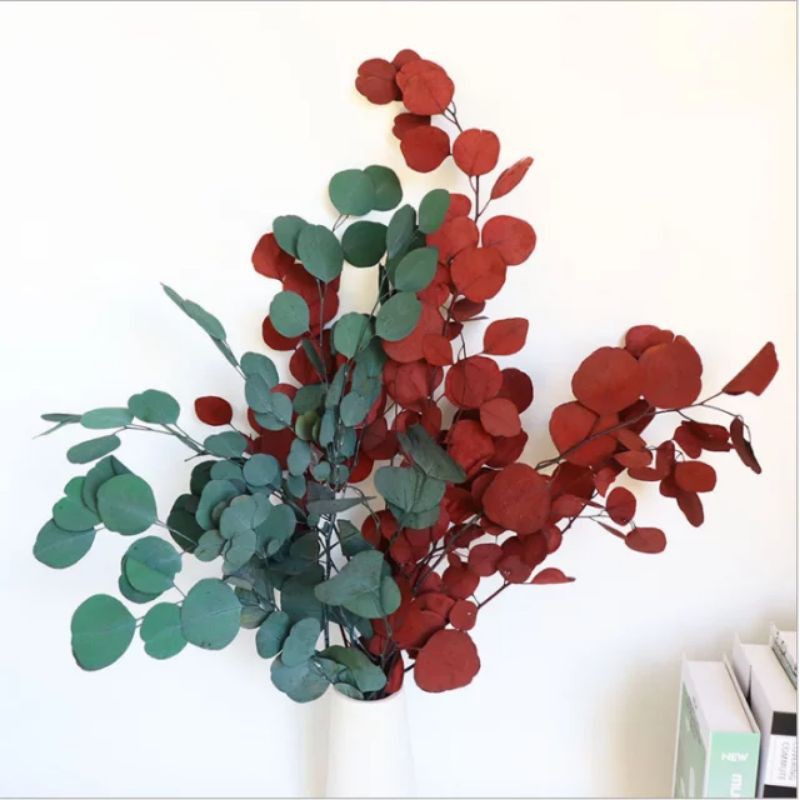 Dried Silver Dollar Flowers Home Decor Real Flower Dried Money Flower