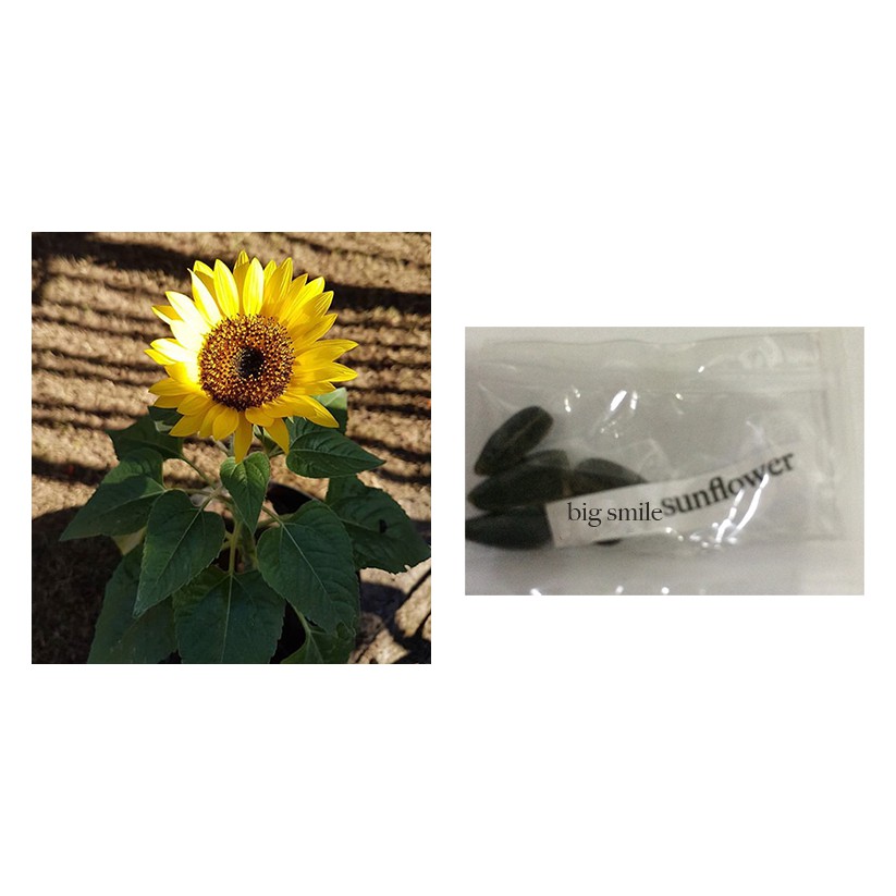 Big Smile Sunflower Flower Plant Seeds Shopee Philippines