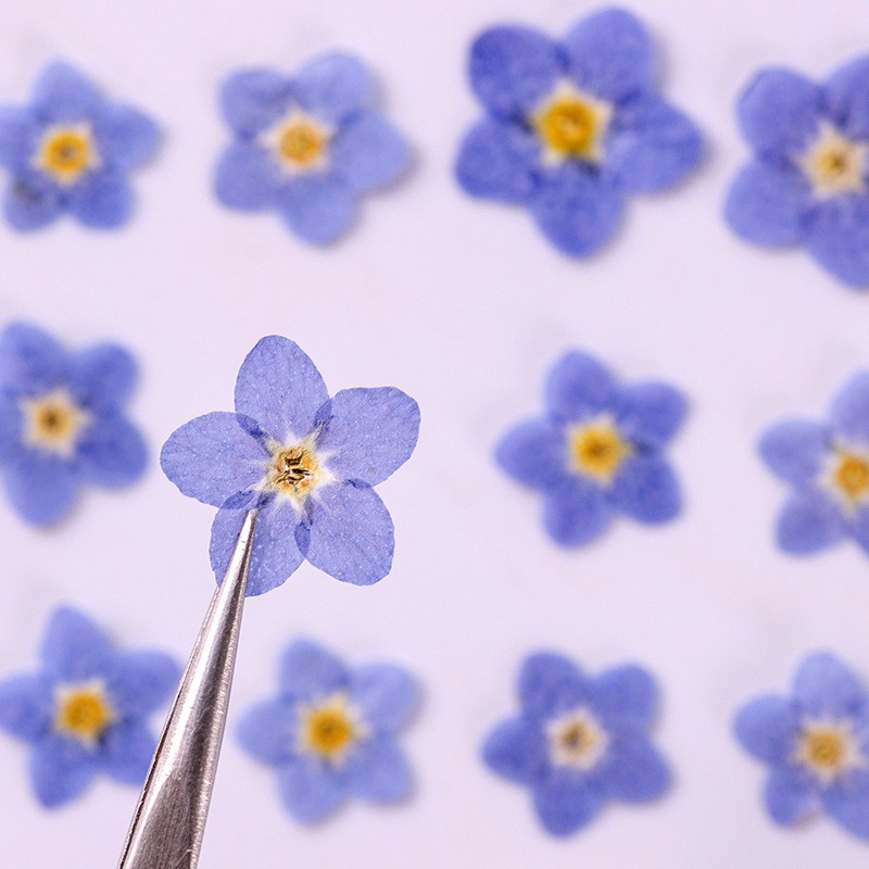 30 Pcs Natural Forget-me-not Flowers Dried Flowers Real Pressed Flowers for Art Craft DIY Resin 