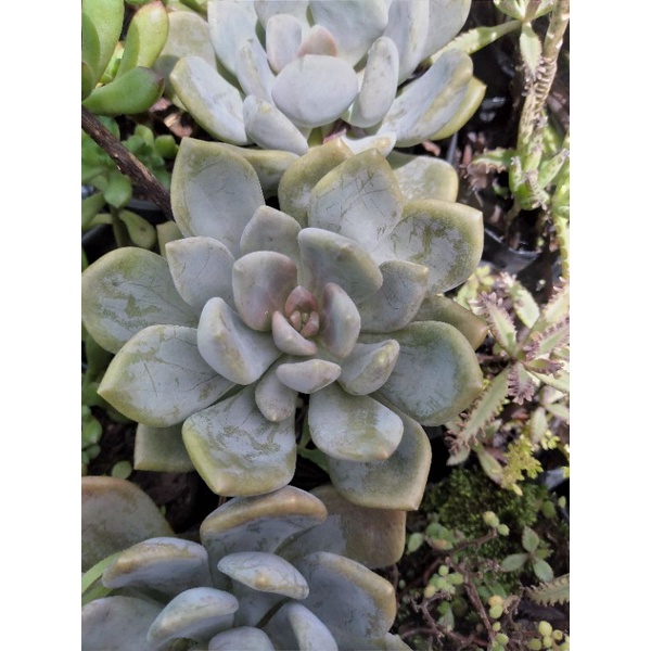 Moonstone common succulent Shopee Philippines