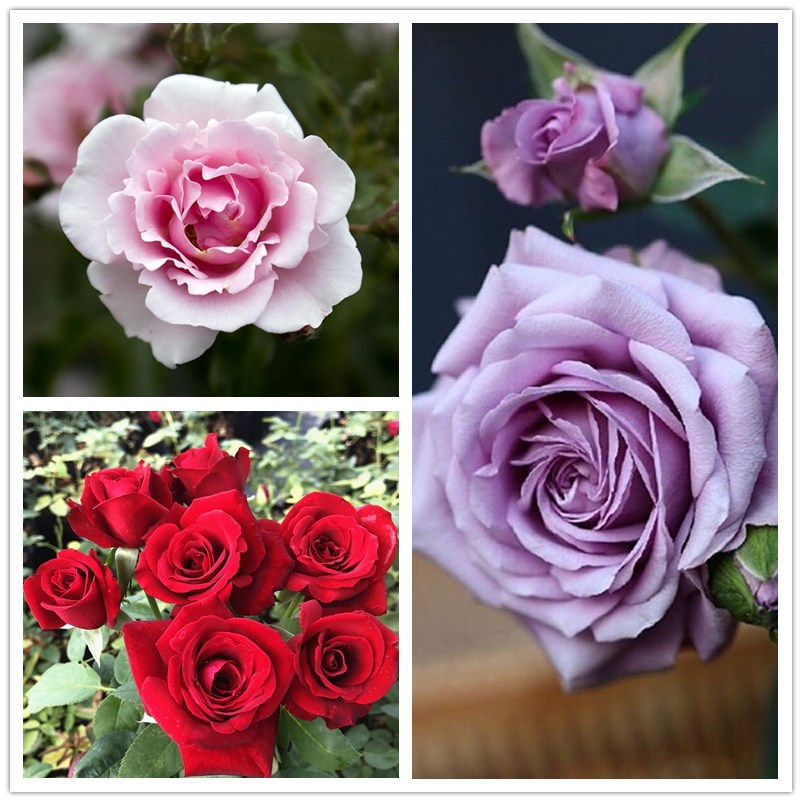 100pcs Bag Rose Seeds Bonsai Flower Seeds Home Garden Balcony Plants Shopee Philippines