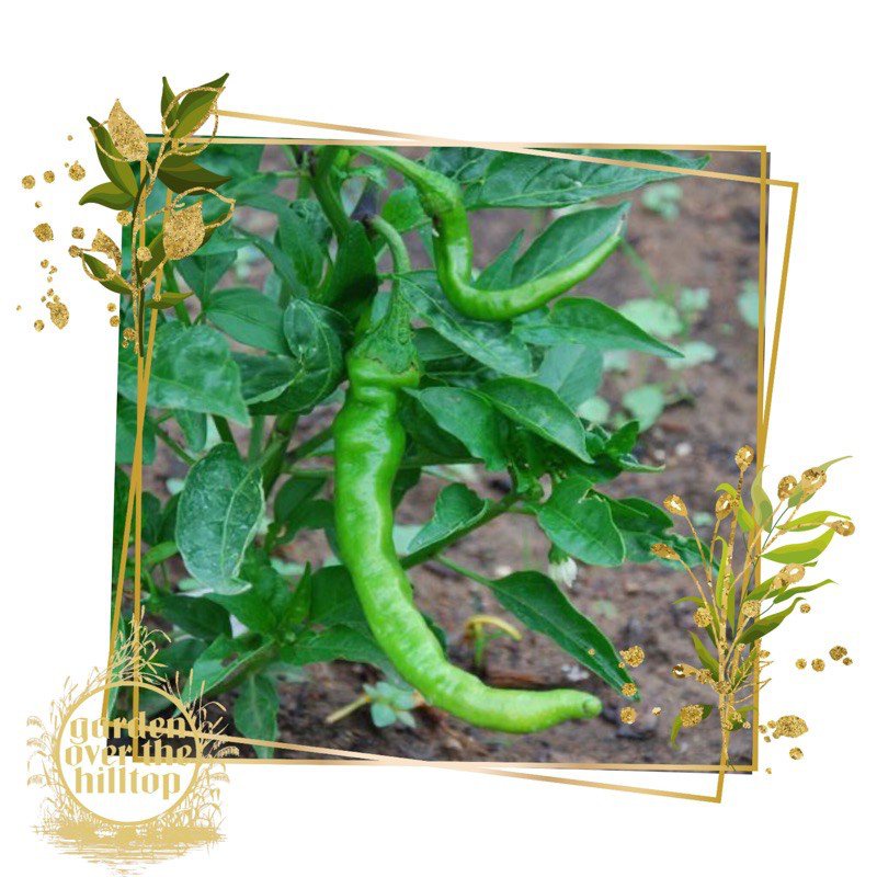 long chili/finger pepper/siling panigang/siling haba/native pepper seeds儿童/种子/男装/seeds/上衣/文胸/母婴/通心菜/