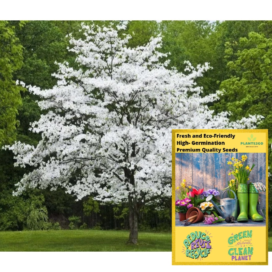 Dogwood Tree K22 - 1 Gram of High germination Flowering Plant tree seeds P2G