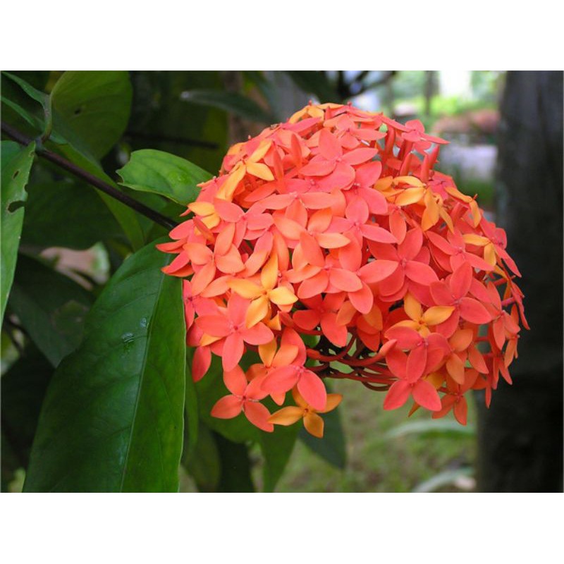 santan-flower-description-ixora-2022-11-08