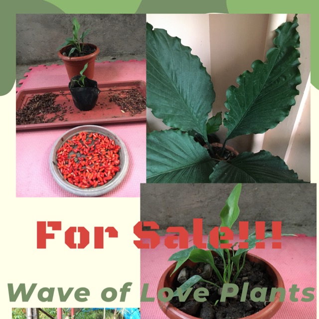Wave Of Love Plants For Sale Shopee Philippines