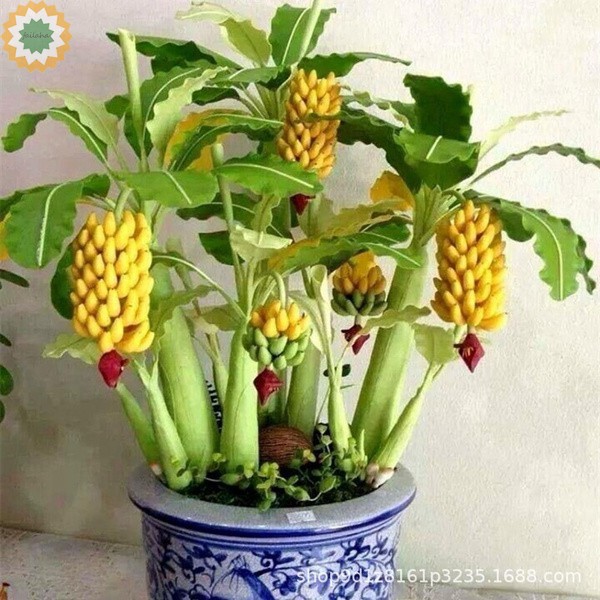 Dwarf Banana Tree Seed Mini Banana Seed Rare Mini Fruit Garden Plant