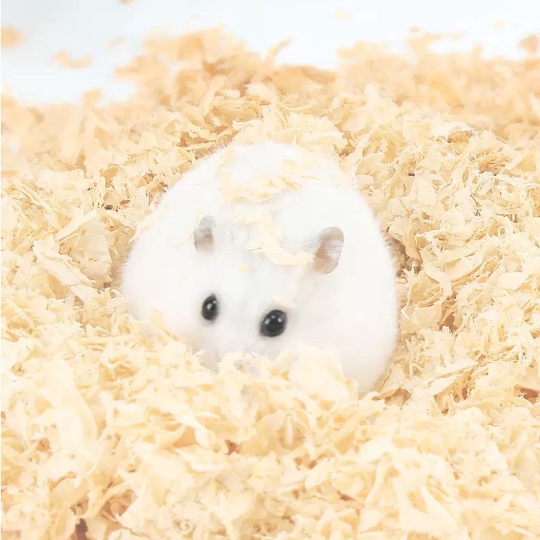 NEW LOOK EMILY PETS 1kg Kusot for Hamster Premium Wood Shavings