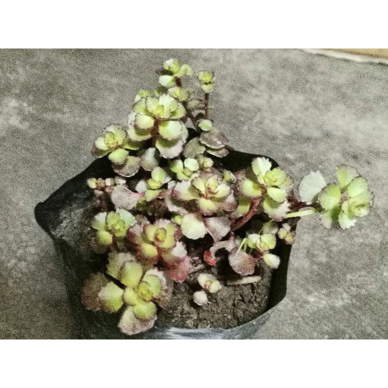 Live Plant Sedum Spurium Dragon Blood Succulent Shopee Philippines