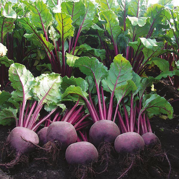 beet root mids