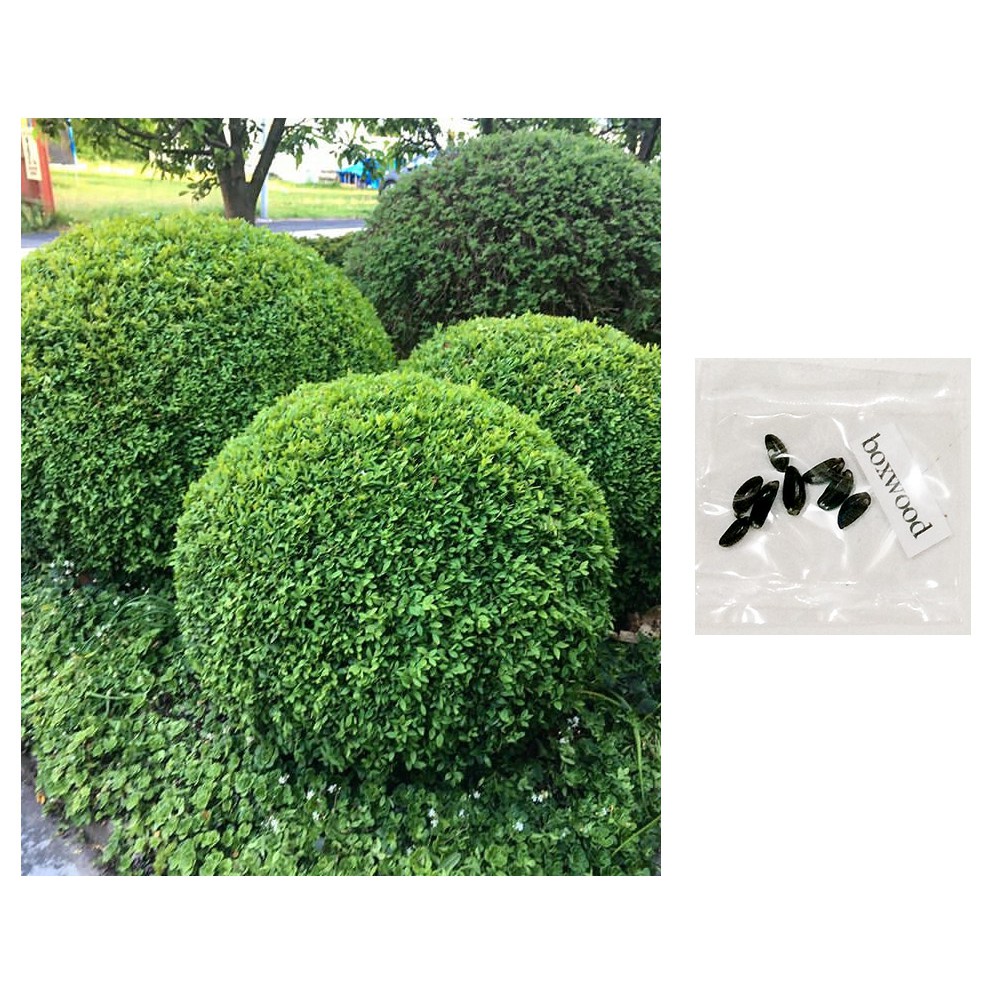 Boxwood Shrubs Plant Tree Seeds, Philippine Plants For Landscaping