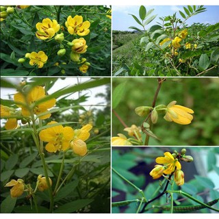 10pcs seeds of snake killing door, exotic flowers, insect repellent #4