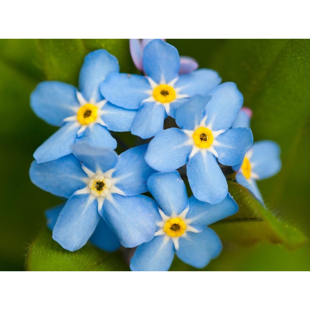 Flmg Forget Me Not Seeds For Planting 10 Seeds Flower Shopee Philippines