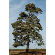 Scottish Pine Tree Seeds TR115 High germination Flower Seeds P2G (TR115)