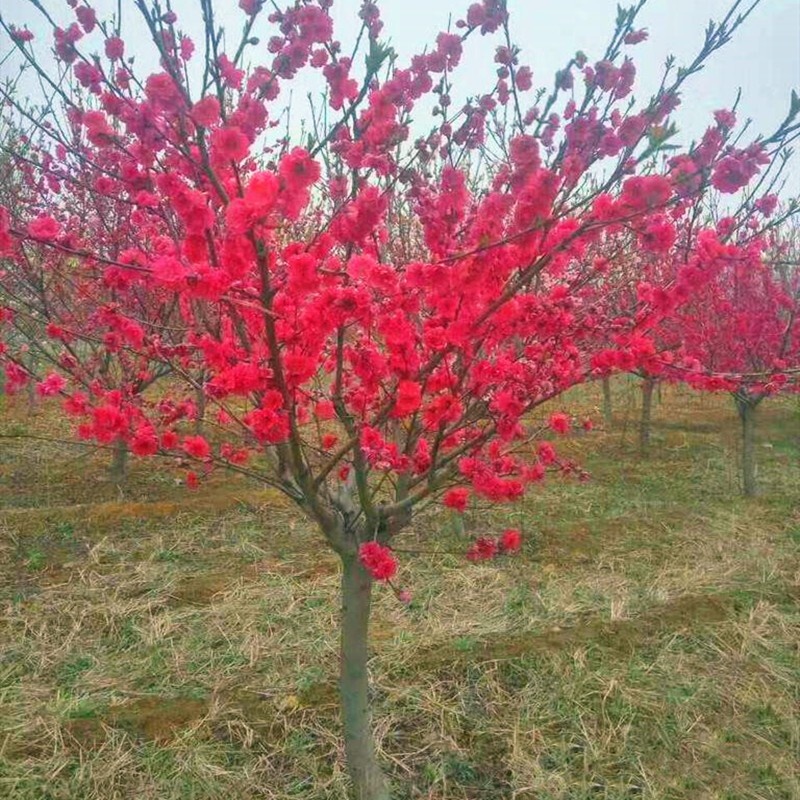 Plum Blossom Sapling Red Plum Sapling Garden Field Cultivation Tree