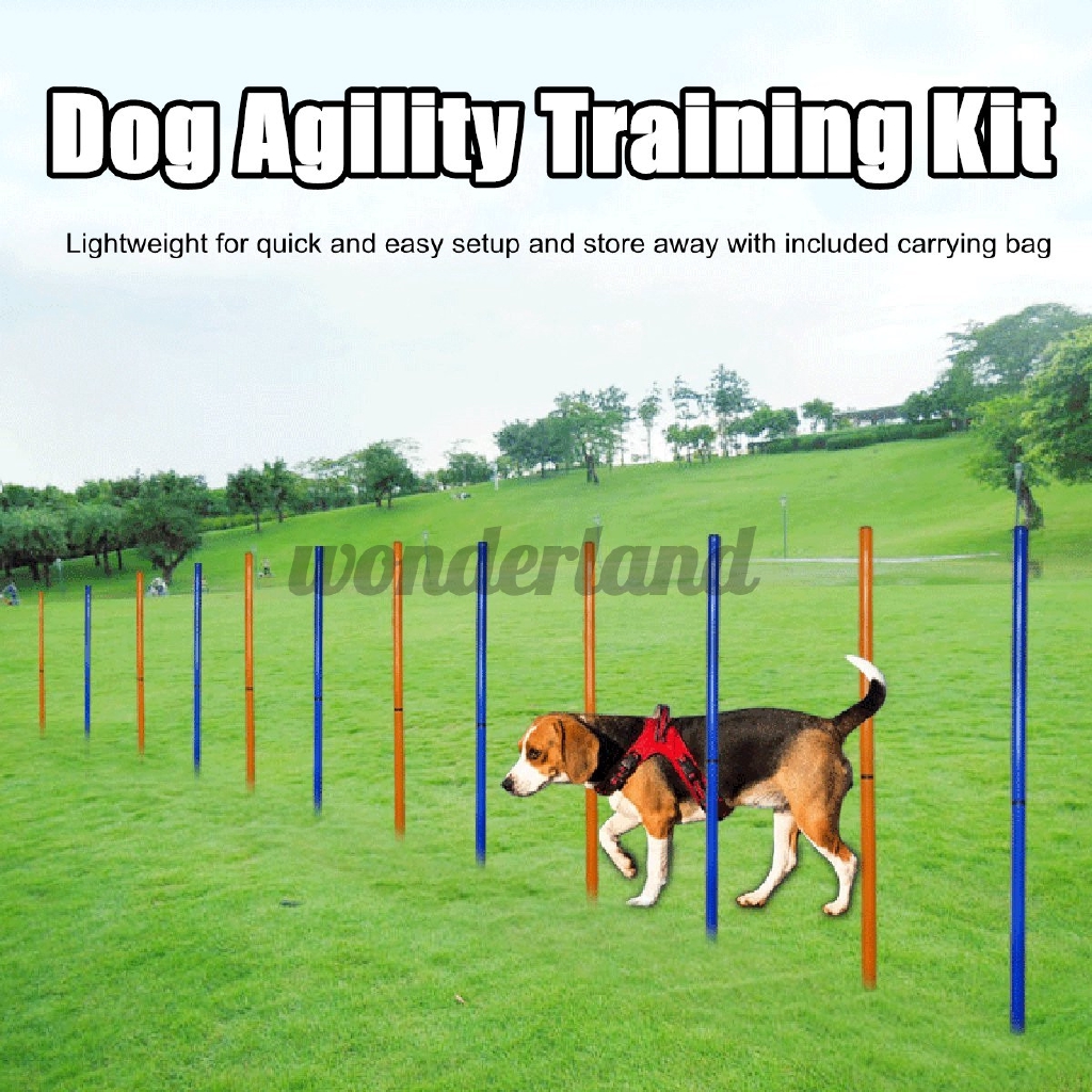 pet agility training