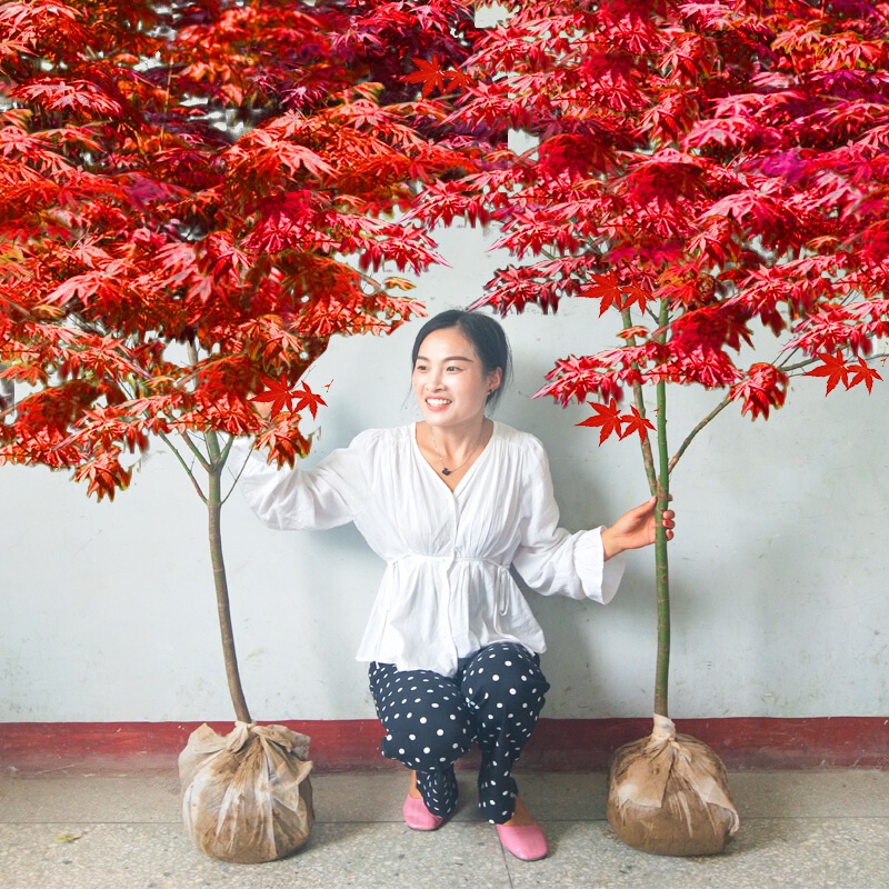 Red Maple Sapling Japanese Red Maple Red Dance Princess Chinese Red