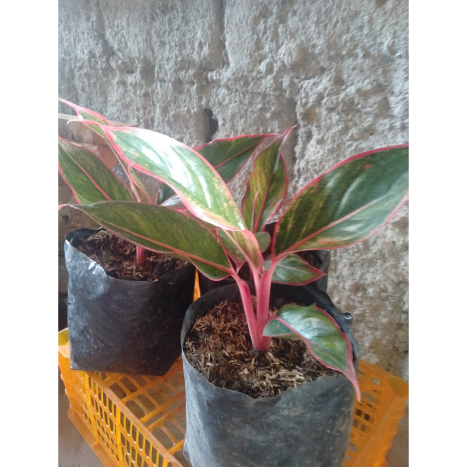 Small Aglaonema Red Siam Aurora plant uprooted