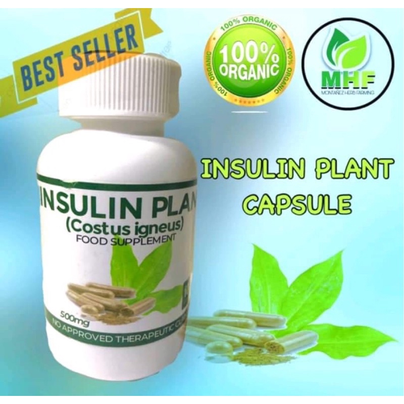 INSULIN PLANT CAPSULE 500mg GOOD FOR DIABETIC 100 CAPSULES | Shopee ...