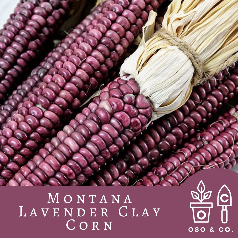 Montana Lavender Clay Corn Zea mays Seeds (Oso & Co. Heirloom Seed