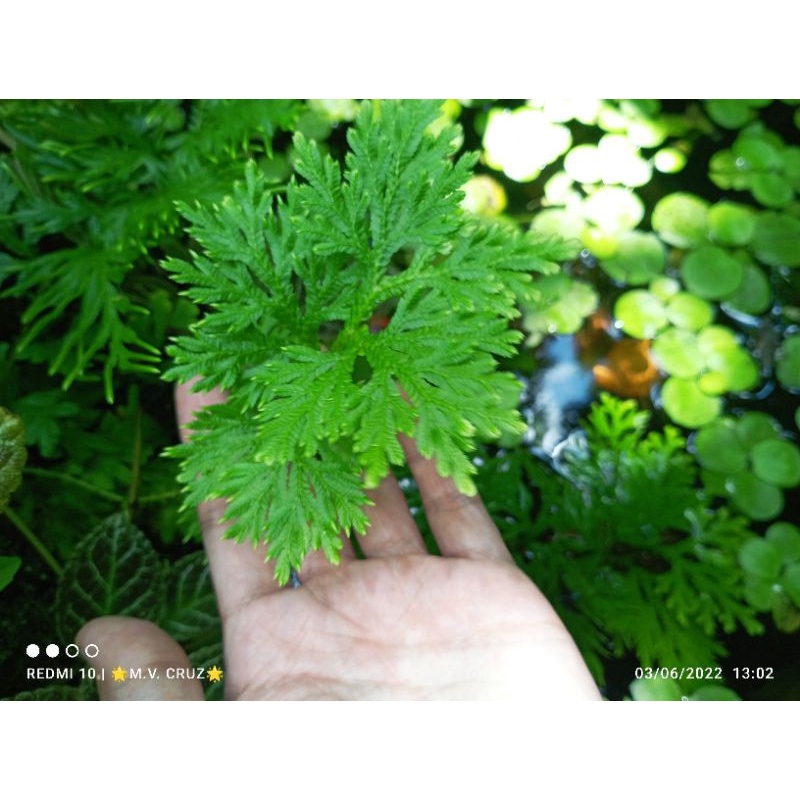 Spike Moss / Selaginella (2 cuttings with Roots) Semiaquatic Plant for