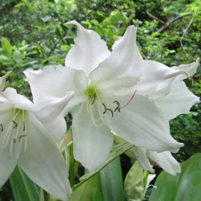 Amaryllis Lily and Crinum Bulb 5 Variety Lirio Orchid Plant 3 Size  available | Shopee Philippines