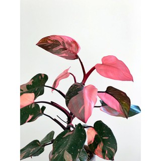 20pcs Seeds Pokok Philodendron Pink Princess Real Plant Shopee Philippines
