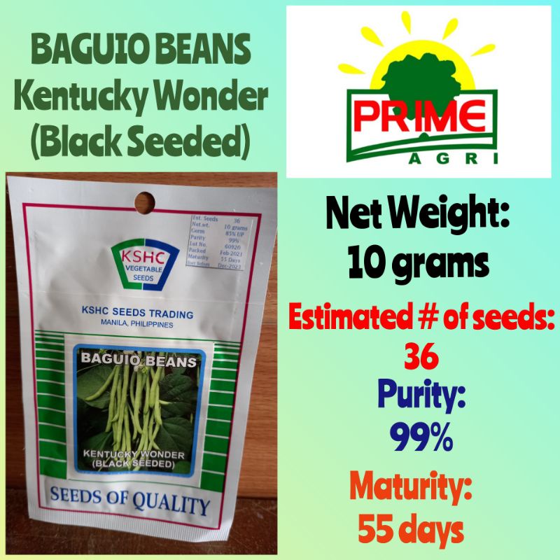 BAGUIO BEANS KENTUCKY (BLACK SEEDED) KSHC VEGETABLE SEEDS Shopee