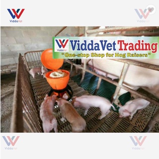Viddapet capacity Plastic automatic feeder for suckling and weanling piglets pig feeder w/ cover