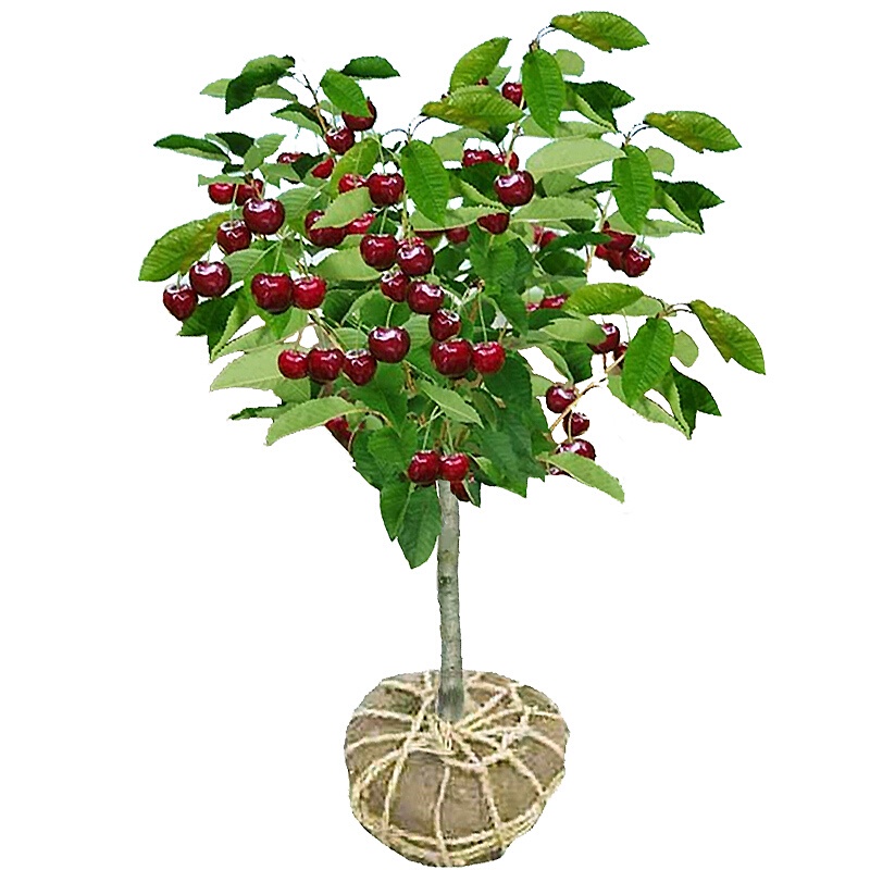 Cherry Sapling Large Cherry Tree Pot Field Cultivation Bear Fruit in