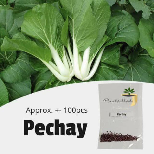 pechay plant clipart