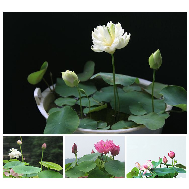 Spot Seasons Bowl Lotus Seed Hydroponic Lotus Flower Potted Mini Lotus Water Lily Green Plant Aqua Shopee Philippines