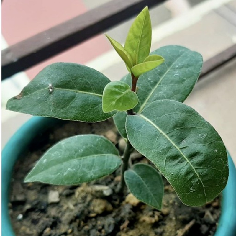 1PCS Bay Leaf Seeds Laurel Plant Bayleaf Tree Seeds | Shopee Philippines