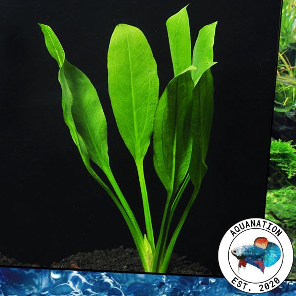 Aquanation Cod 1 Pc Amazon Sword Aquatic Plant For Aquarium Shopee Philippines