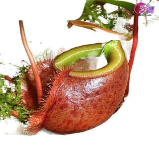 Base direct sales [Berry pitcher plant] carnivorous plant Venus flytrap mosquito repellent succulent