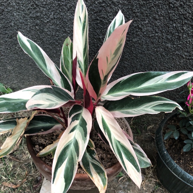  Calathea Triostar  Indoor Plant Shopee Philippines