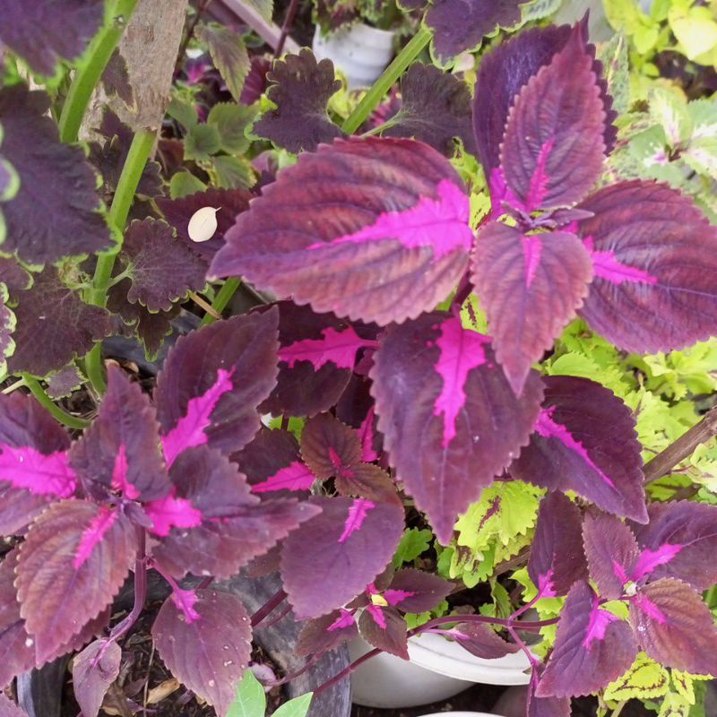 KingsWood Torch Coleus Blumei | Shopee Philippines