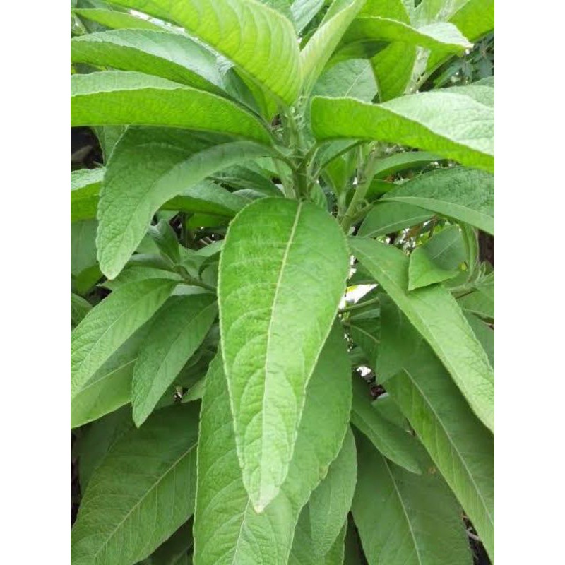 sambong-leaves-gabon-shopee-philippines