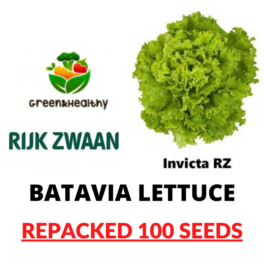 Batavia Lettuce Invicta RZ Lactuca Sativa (8106) Repacked seeds , 100