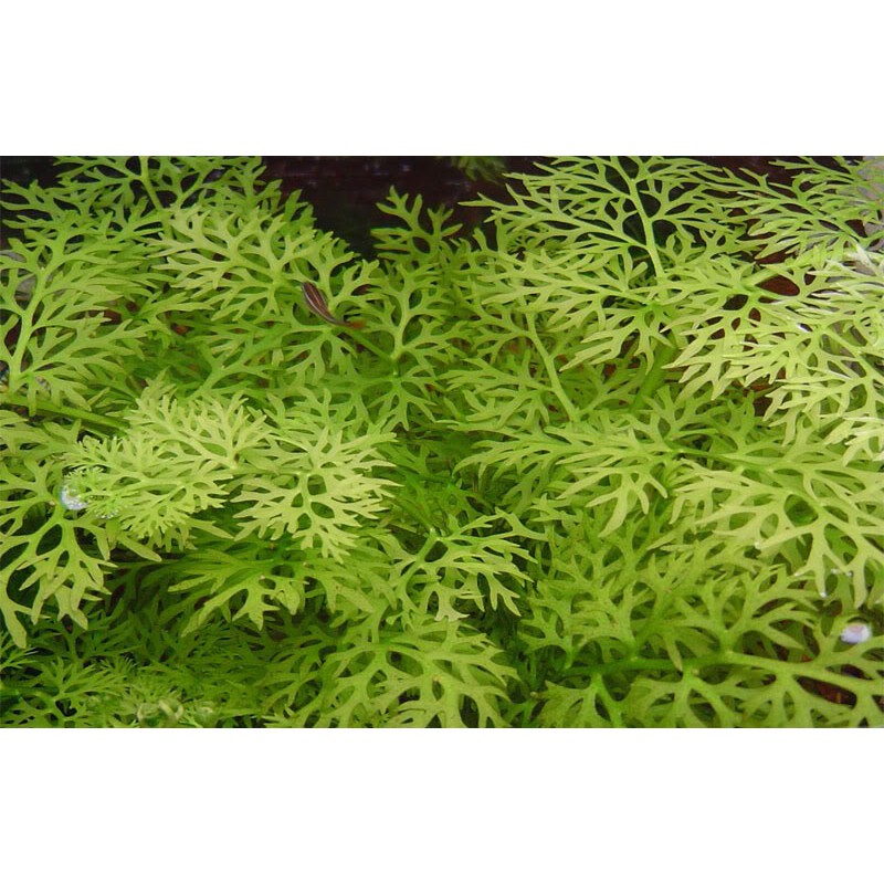 Water Sprite Aquatic Plant Shopee Philippines