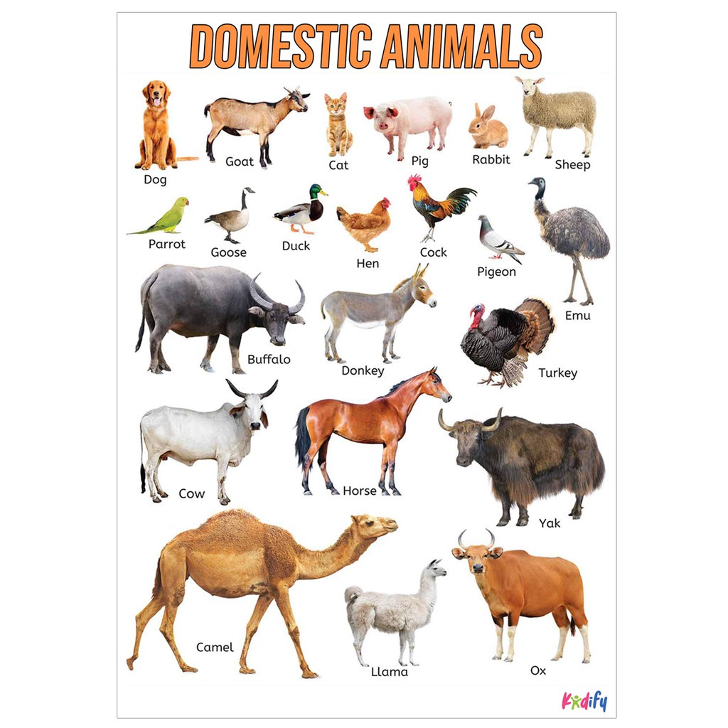 Animals Educational Wall Chart & Kids Learning Materials - A4 Size ...