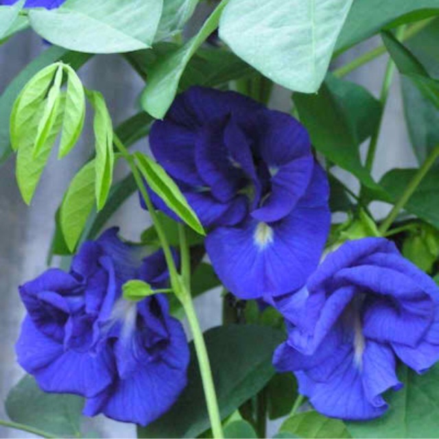 butterfly pea vine blue ternate flower plant seedling