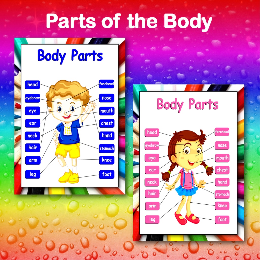 Wall chart parts of the body educational learning chart laminated a4 ...