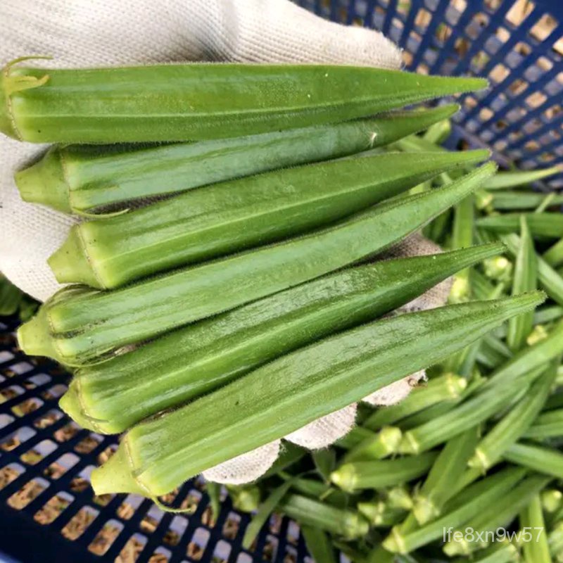 Okra Seeds Complete Collection Green Spring Four Seasons Okra Seedlings
