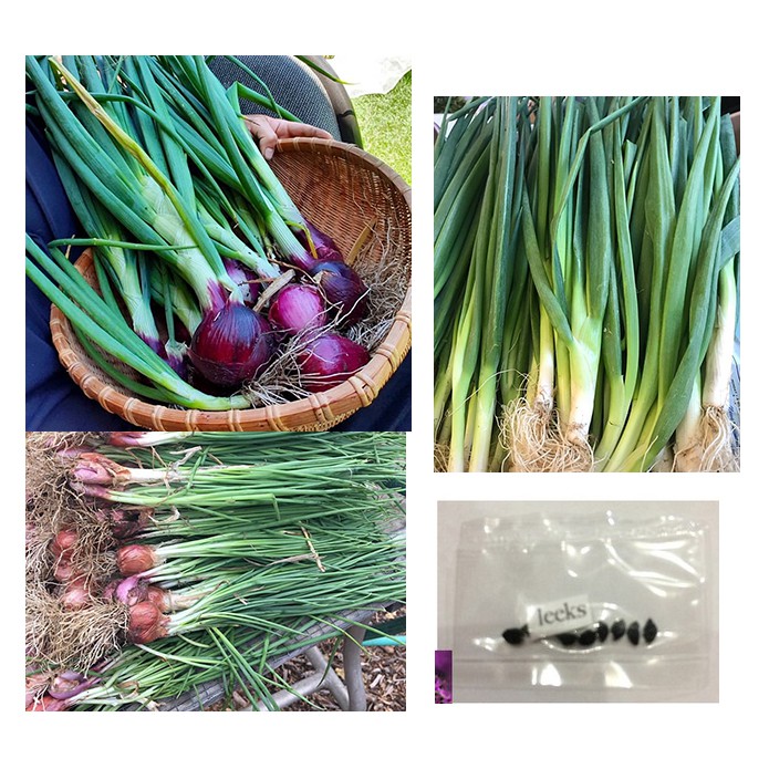 onion carentan leeks scallion red bunching persian chives seeds