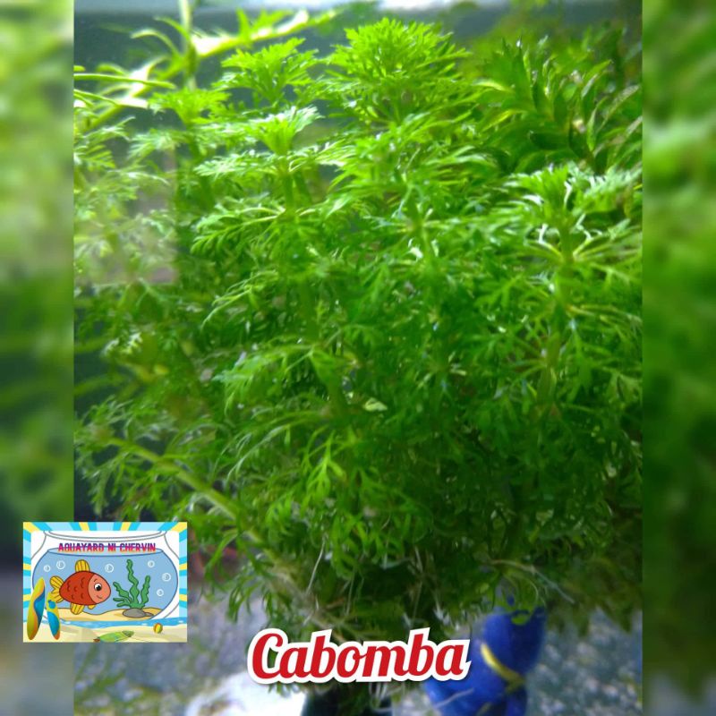 Cabomba Green(lowtech aquatic plants)