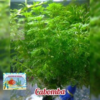 Cabomba Green(lowtech aquatic plants) #1