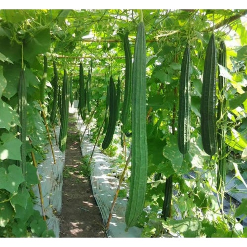 PATOLA SEED`S "ANGULAR TYPE" Shopee Philippines